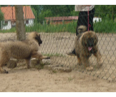 Kaukasischer Schäferhund