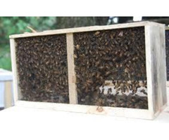 PACKAGE BEE