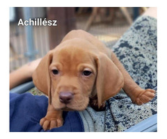 Ungarisch vizsla