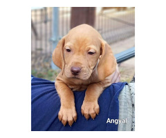 Ungarisch vizsla