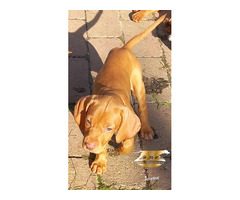 Ungarisch vizsla
