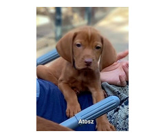 Ungarisch vizsla