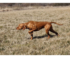 Ungarisch vizsla