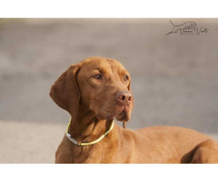 Ungarisch vizsla