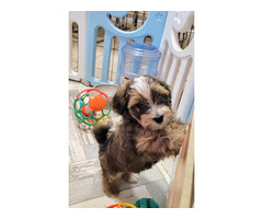 Bichon Havanese
