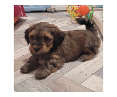Bichon Havanese