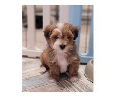 Bichon Havanese