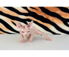 Kanadische Sphynx Kater