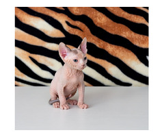 Kanadische Sphynx Kater