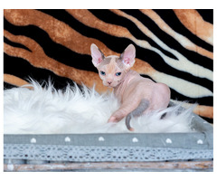 Kanadische Sphynx Kater